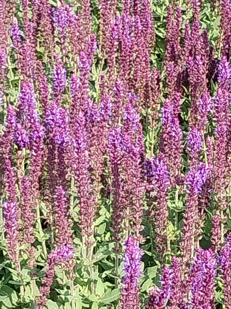 [SALNOS] SALVIA NEMOROSA 'OSTFRIESLAND'