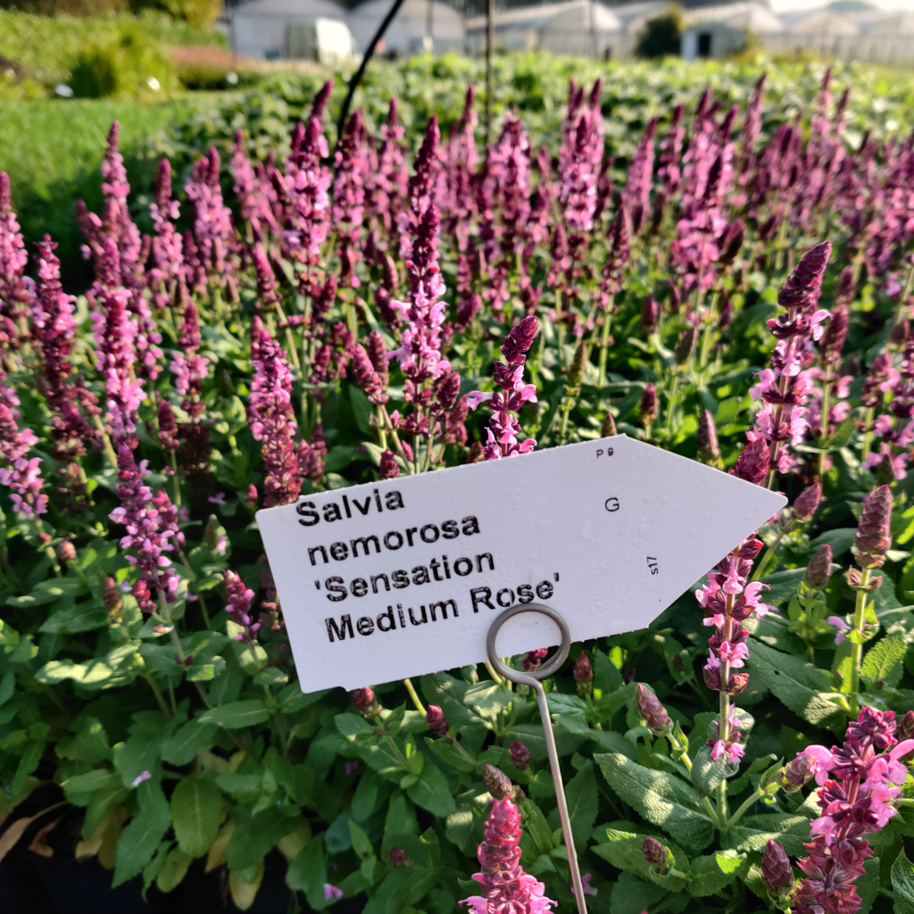 SALVIA NEMOROSA 'SENSATION MEDIUM DEEP ROSE'