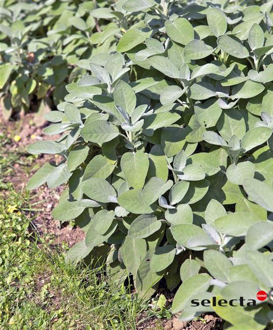SALVIA OFFICINALIS 'BERGGARTEN'