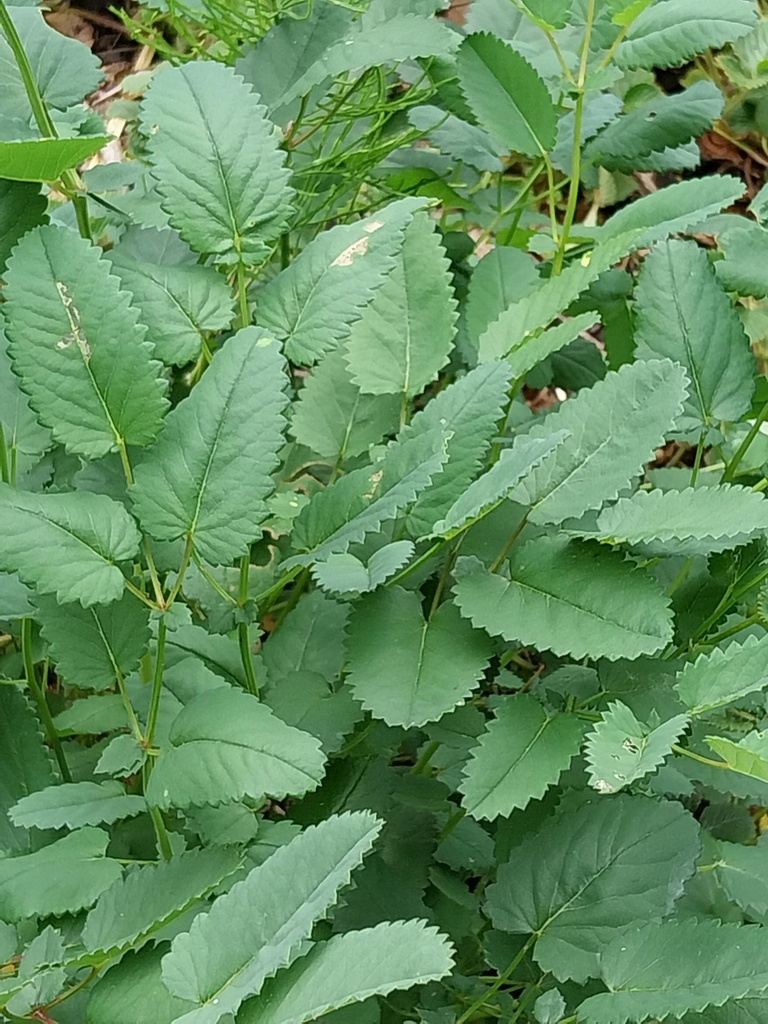 SANGUISORBA OFFICINALIS