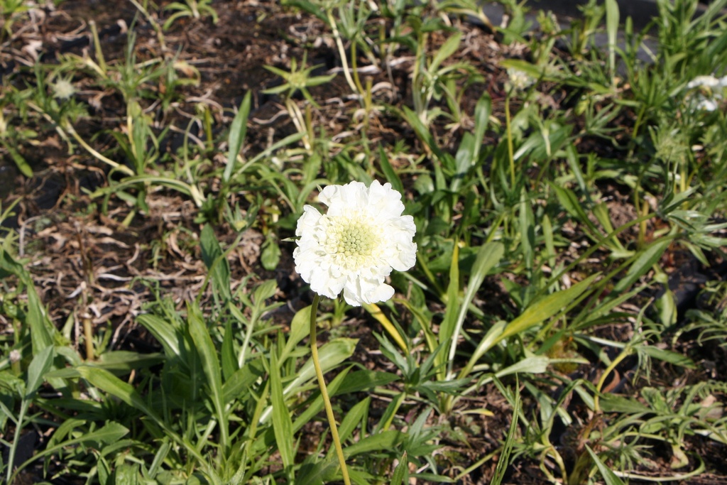 SCABIOSA CAUCASICA 'ALBA'