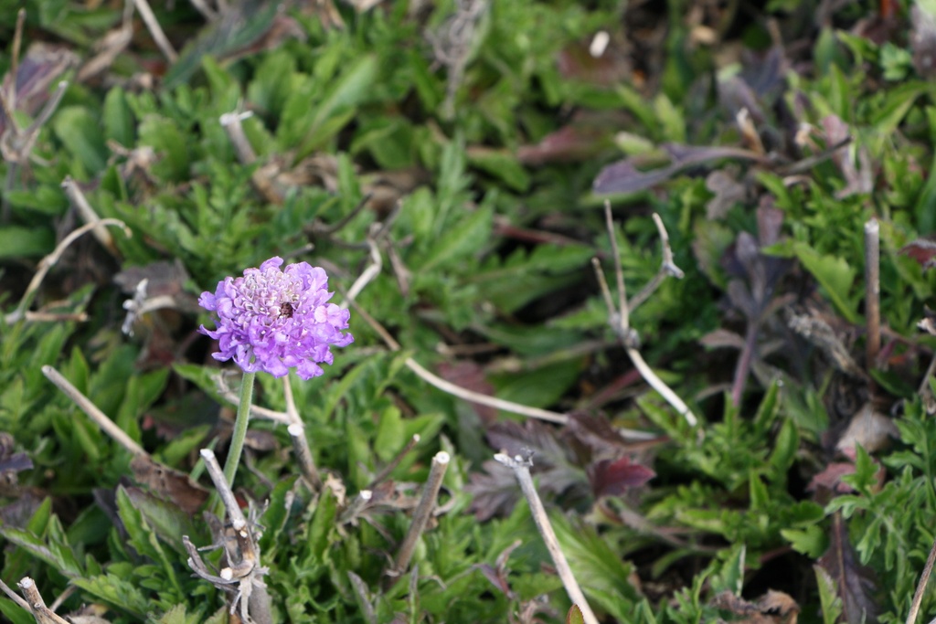 [SCACBB] SCABIOSA COLUMBARIA 'BUTTERFLY BLUE'