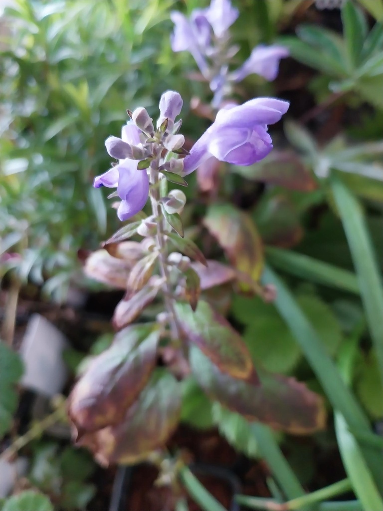 SCUTELLARIA INCANA
