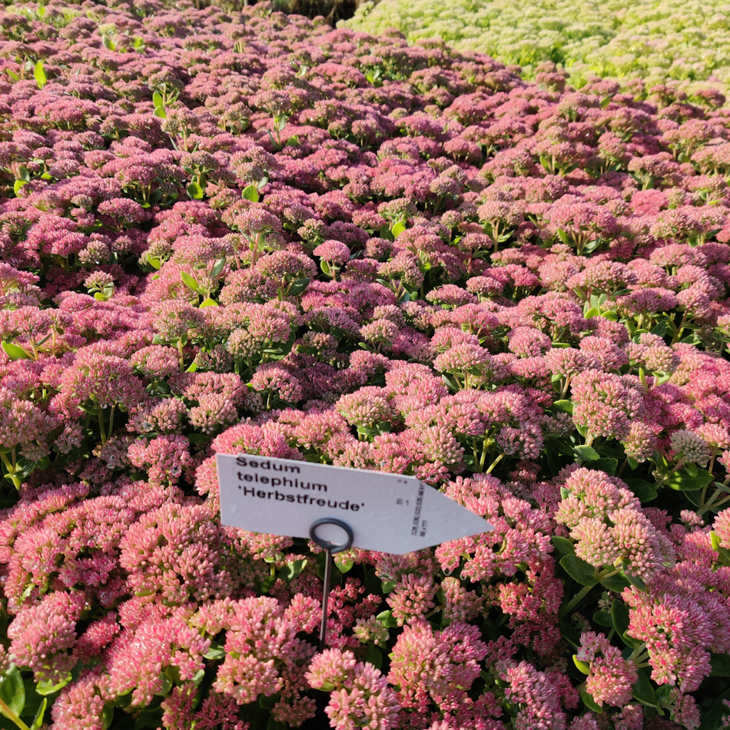 SEDUM HYBRIDE 'HERBSTFREUDE'