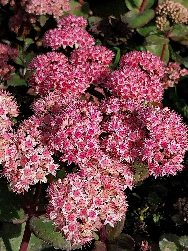 SEDUM HYBRIDE 'MATRONA'