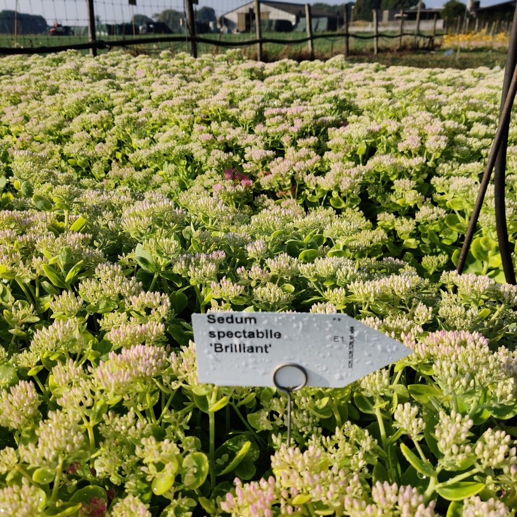 [SEDSBR] SEDUM SPECTABILE 'BRILLANT' (Pot 9 cm)