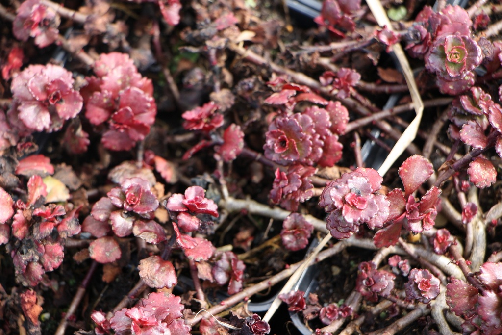 SEDUM SPURIUM 'SCHORBUSER BLUT'