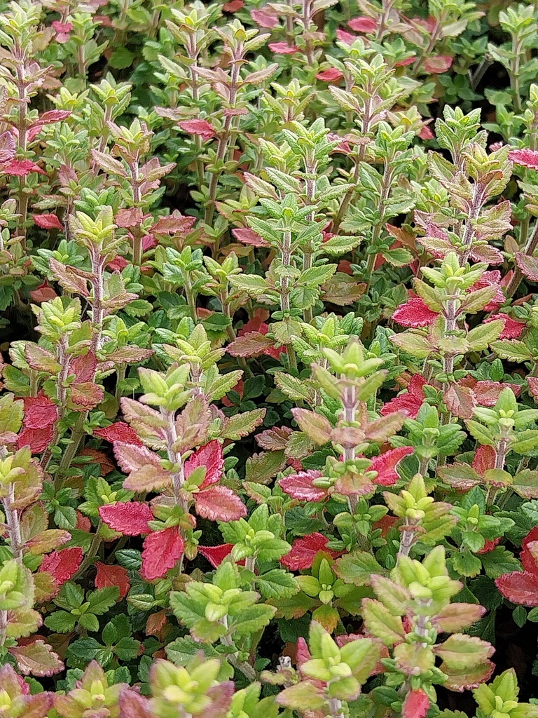 TEUCRIUM LUCIDRYS (CHAMAEDRYS)