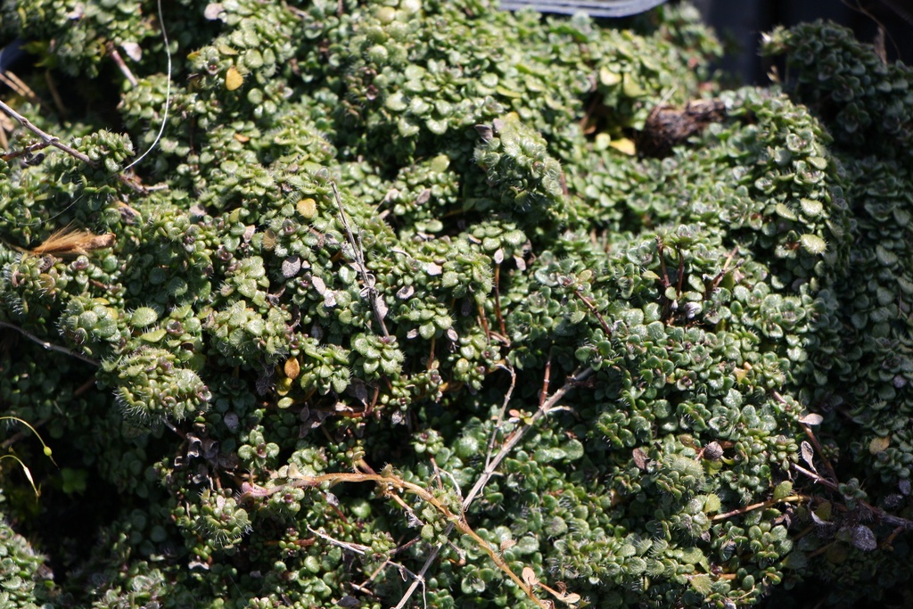 THYMUS HYBRIDE 'ELFIN'