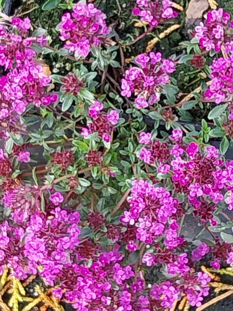 THYMUS PRAECOX 'COCCINEUS'