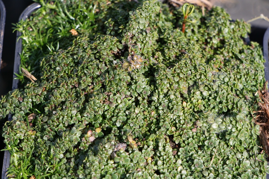THYMUS PRAECOX 'MINOR'