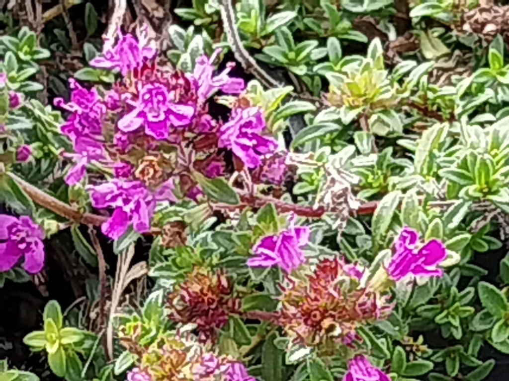[THYPRCARP] THYMUS PRAECOX 'RED CARPET' (Pot 9 cm)