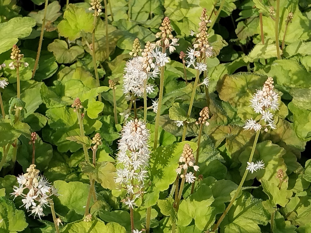 TIARELLA WHERRYI