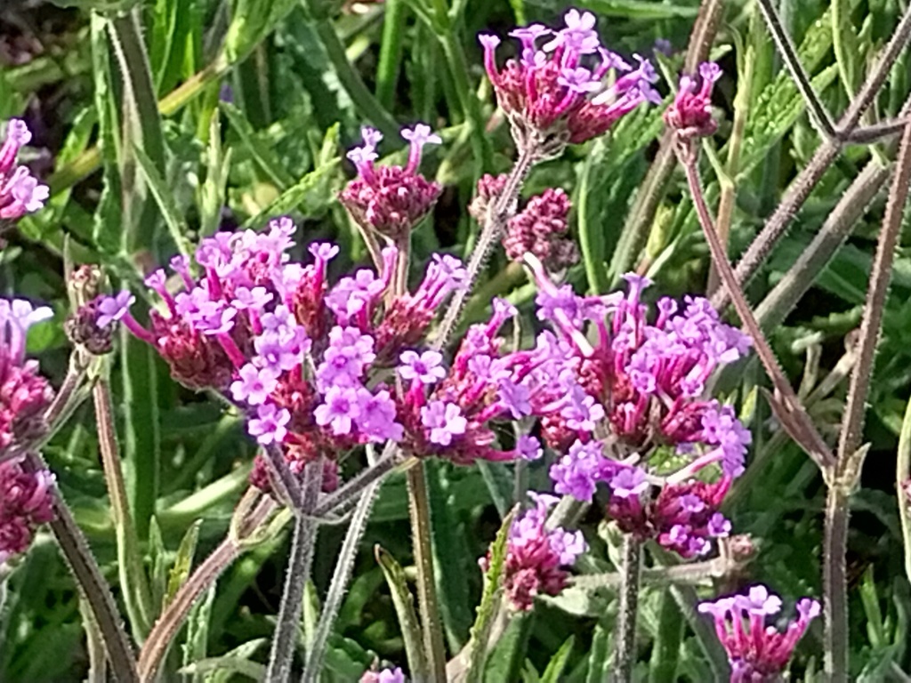 VERBENA BONARIENSIS 'LOLLIPOP'