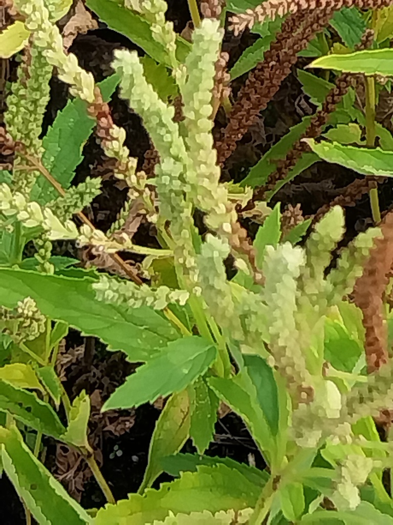 VERBENA HASTATA
