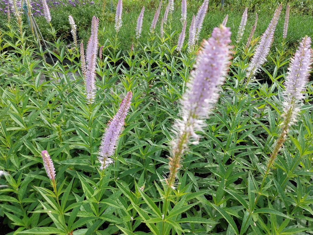 VERONICASTRUM VIRGINICUM 'LAVENDELTURM'