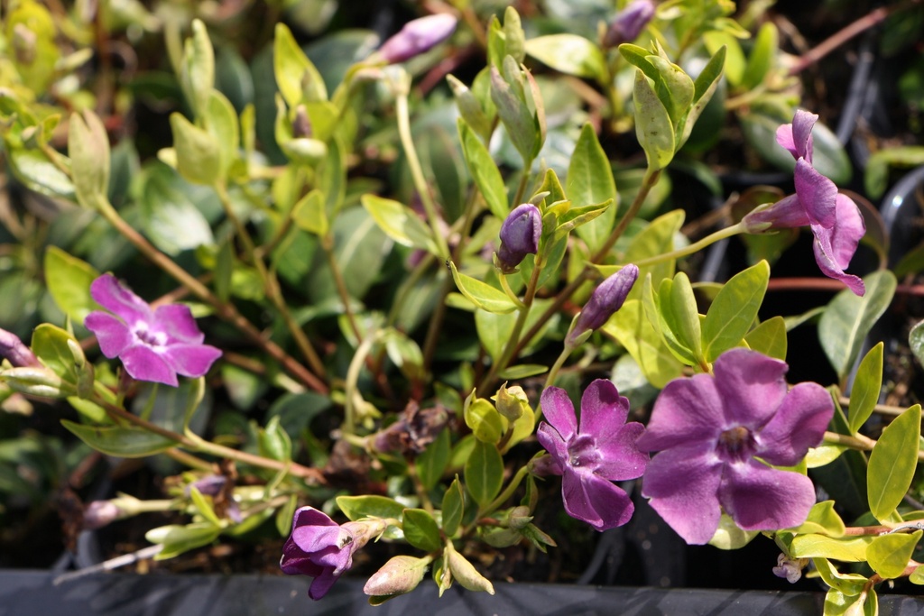 [VINMAT] VINCA MINOR 'ATROPURPUREA'