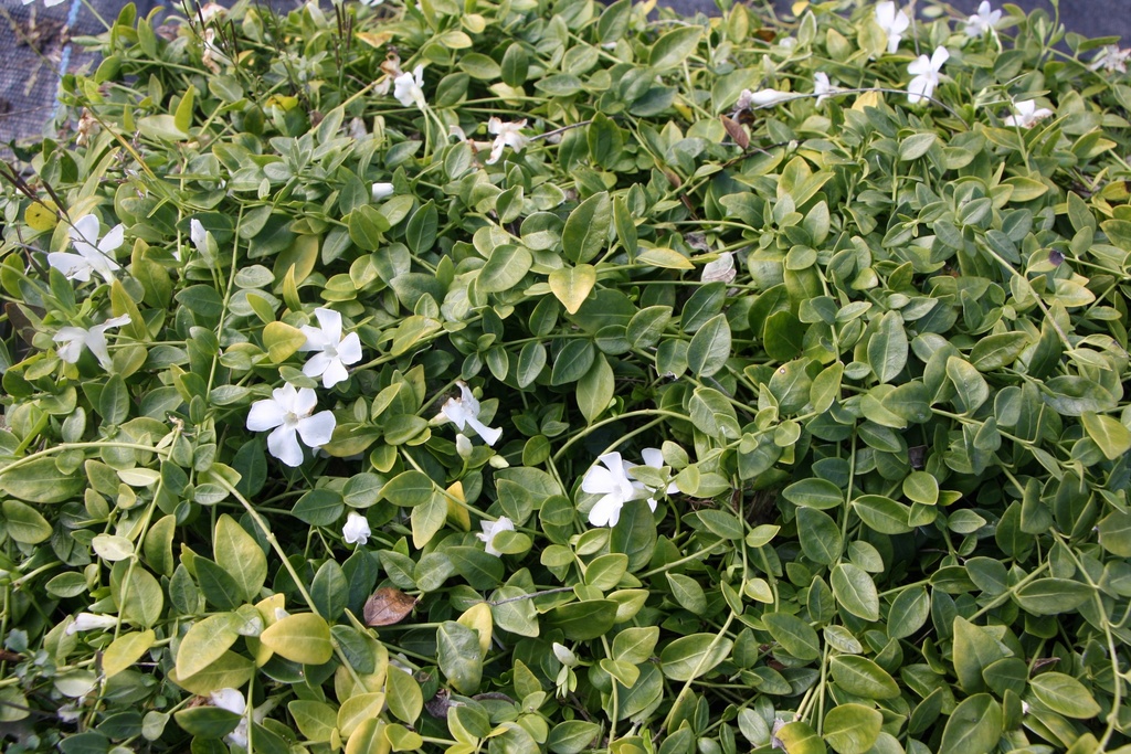 VINCA MINOR 'GERTRUDE JEKYLL'