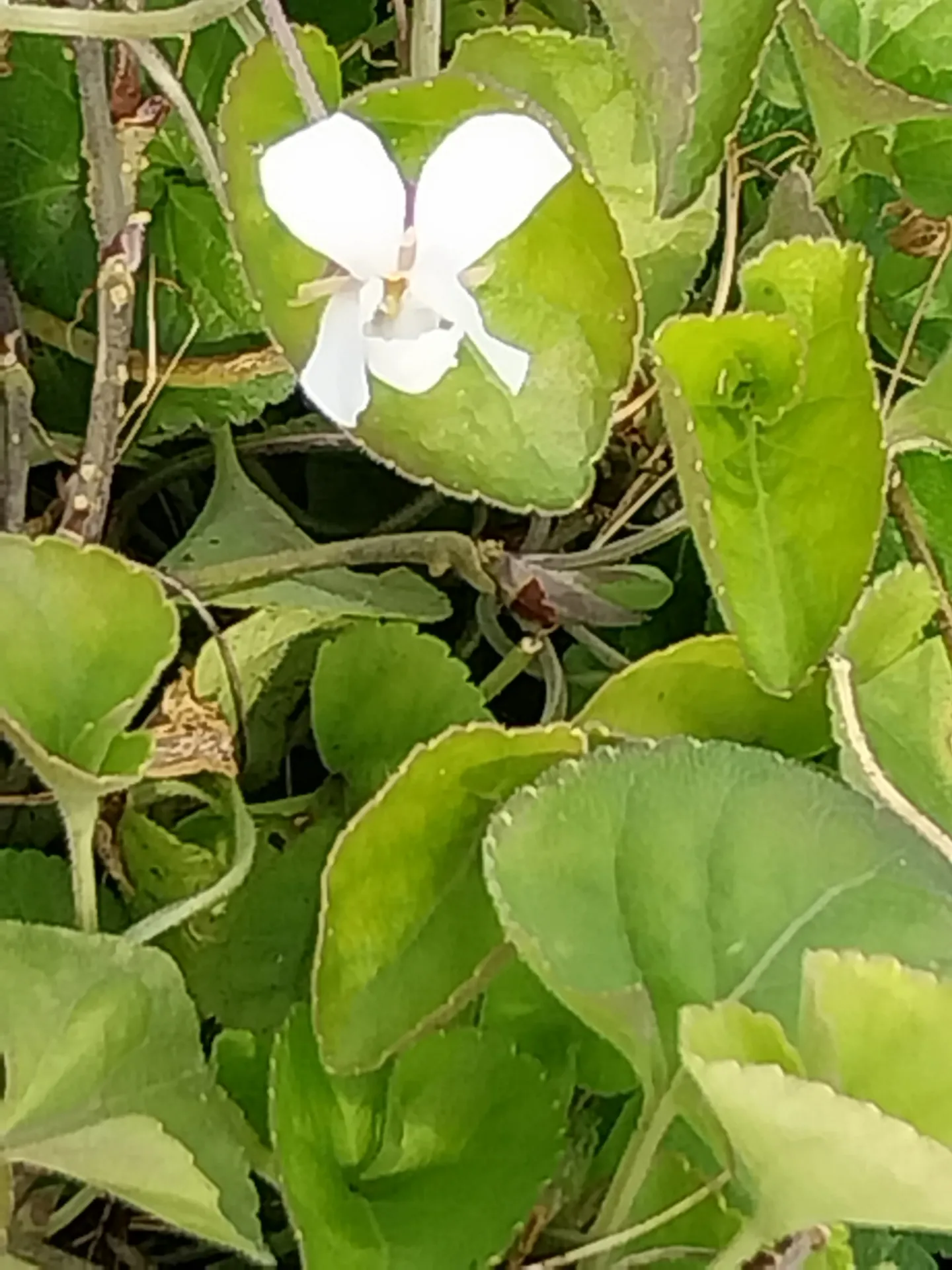 [VIOORWEDD] VIOLA ODORATA 'ROYAL WEDDING'