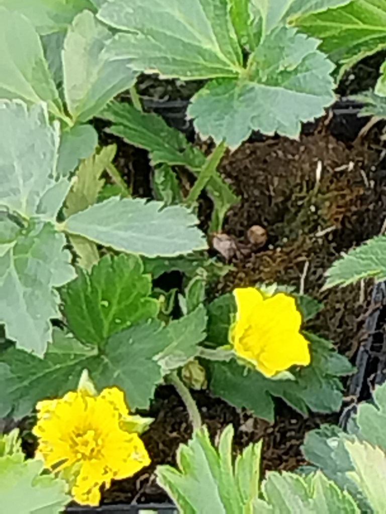 [WALTER] WALDSTEINIA TERNATA
