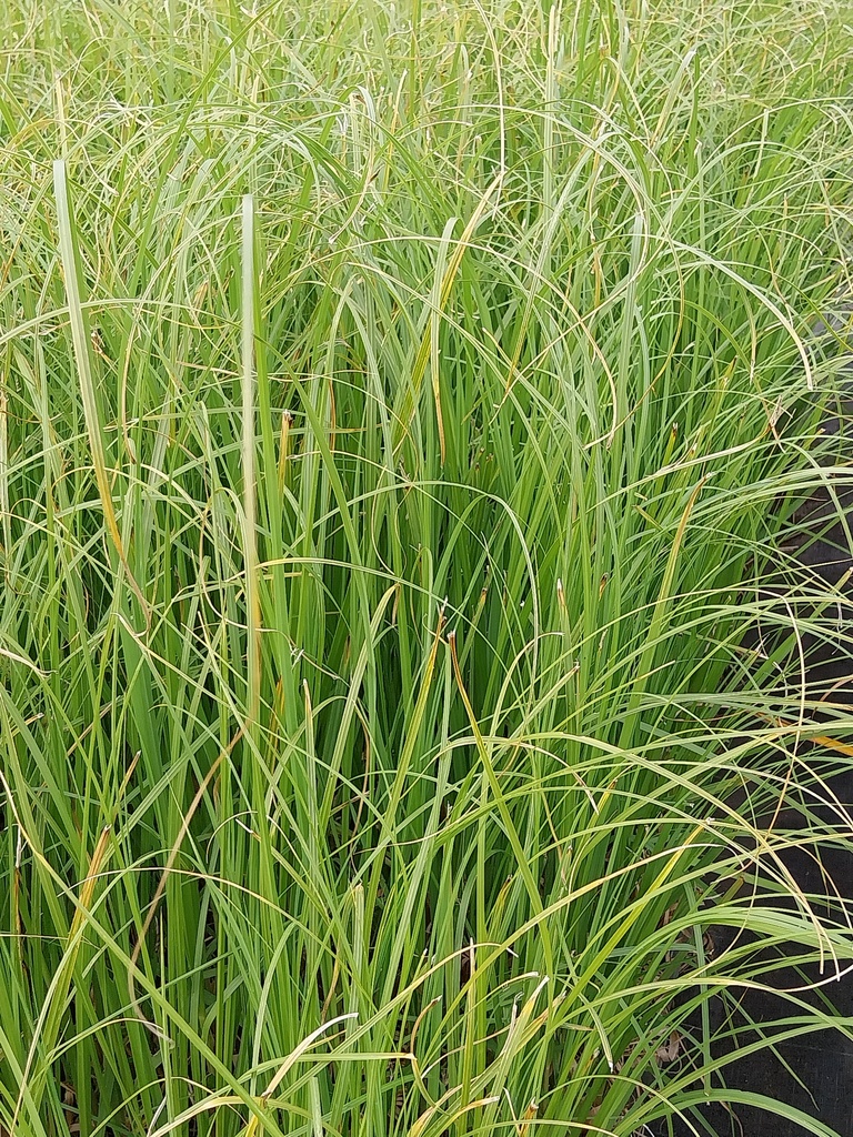 [CORSE] CORTADERIA SELLOANA (Pot 9 cm)