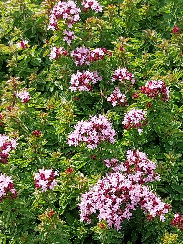 [KPORIVCO] ORIGANUM VULGARE 'COMPACTUM' (Pot 9 cm)