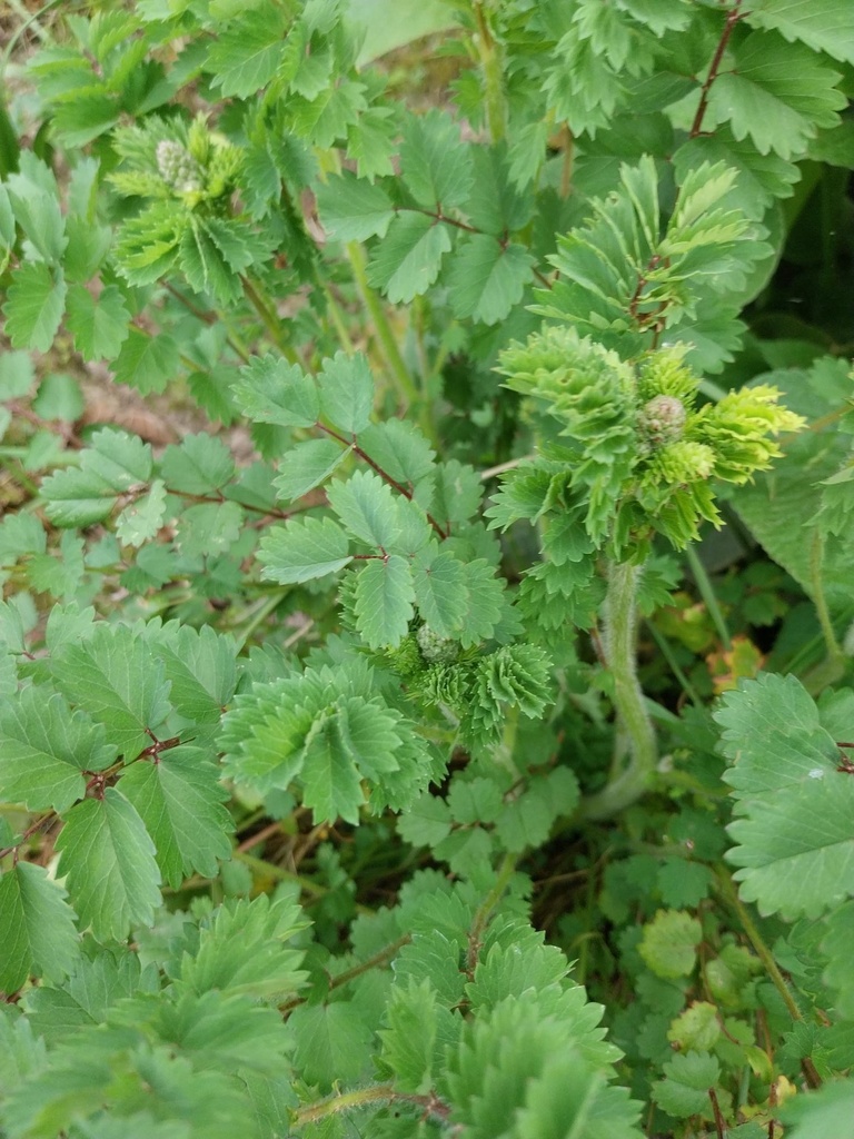 SANGUISORBA MINOR