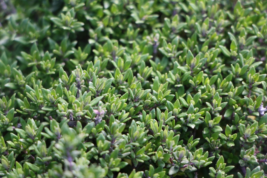 THYMUS VULGARIS 'COMPACTUS'