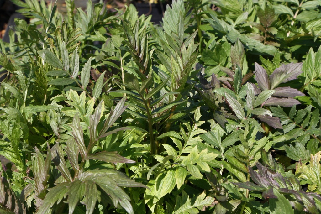 VALERIANA OFFICINALIS