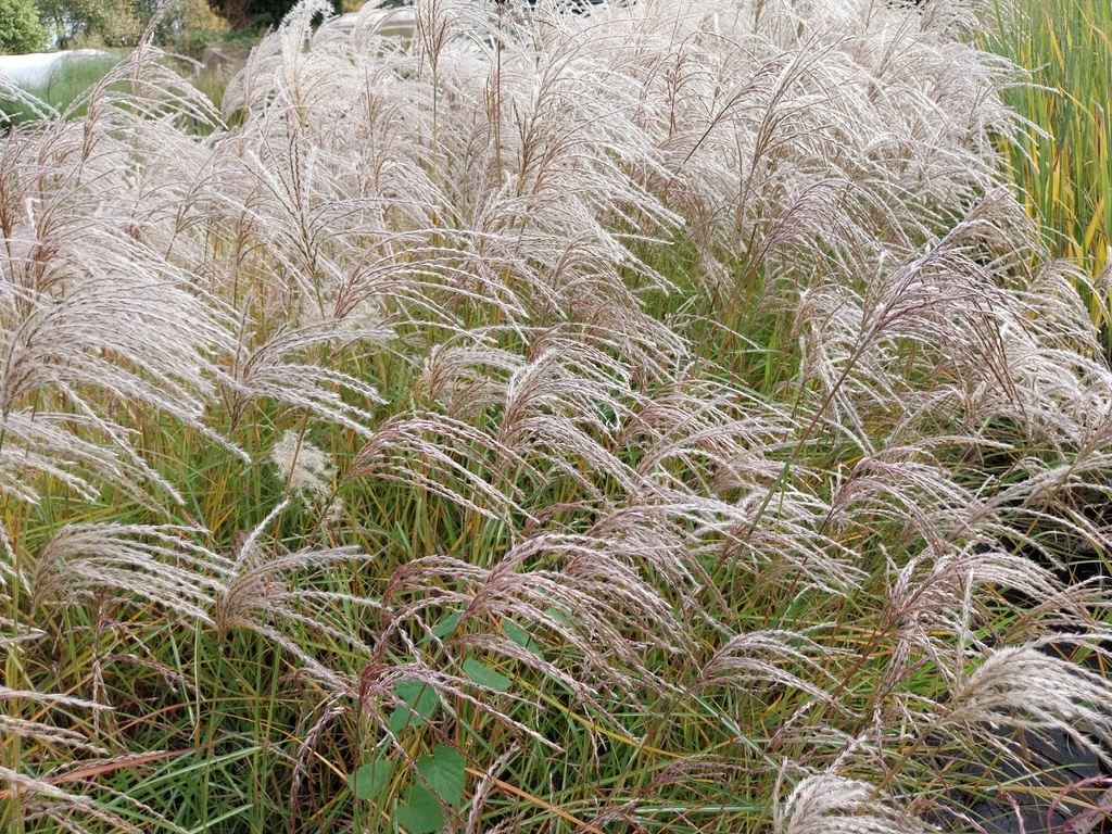 [MISSPCLOU] MISCANTHUS SINENSIS 'PINK CLOUD'