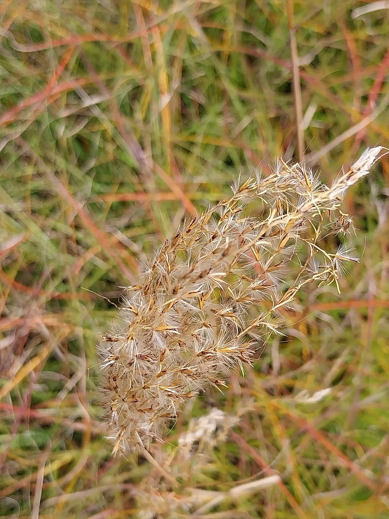 MISCANTHUS SINENSIS 'SERENGETI' R