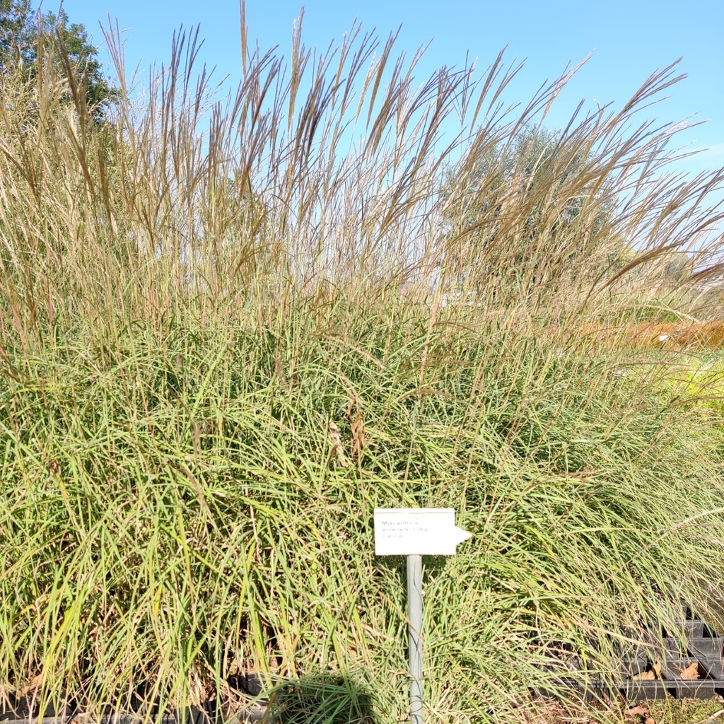 [MISSYDANC] MISCANTHUS SINENSIS 'YAKA DANCE'