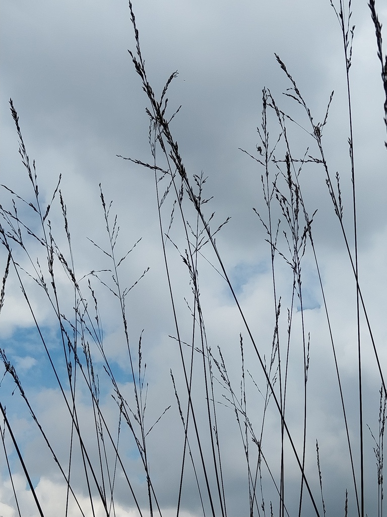 [MOLABARRO] MOLINIA ARUNDINACEA 'BLACK ARROWS'