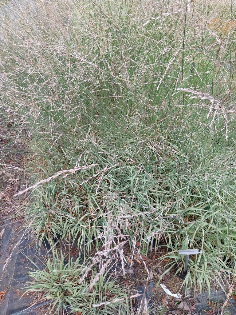 MOLINIA CAERULEA  'CARMARTHEN'