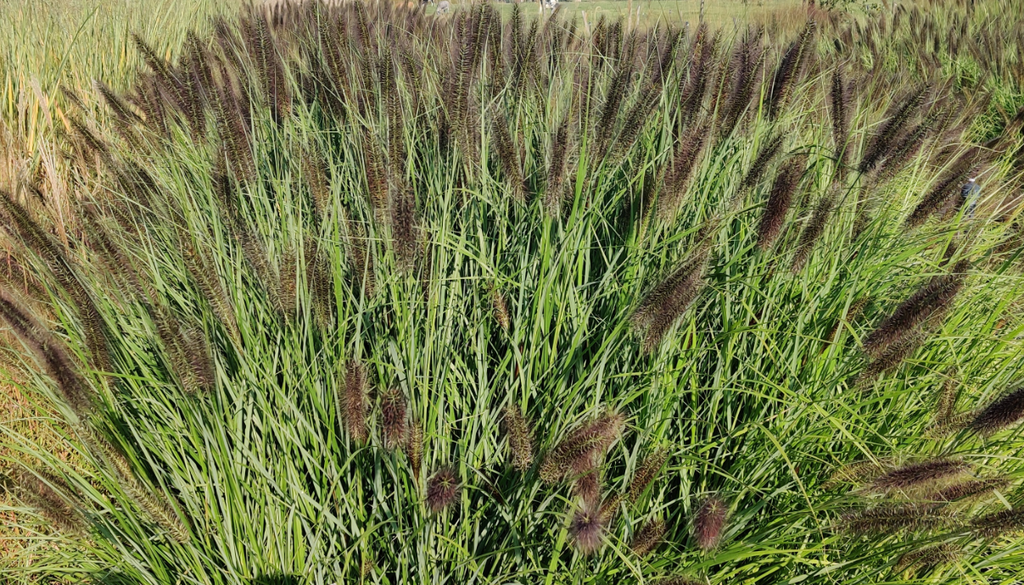 PENNISETUM ALOPECUROIDES 'RED HEAD'