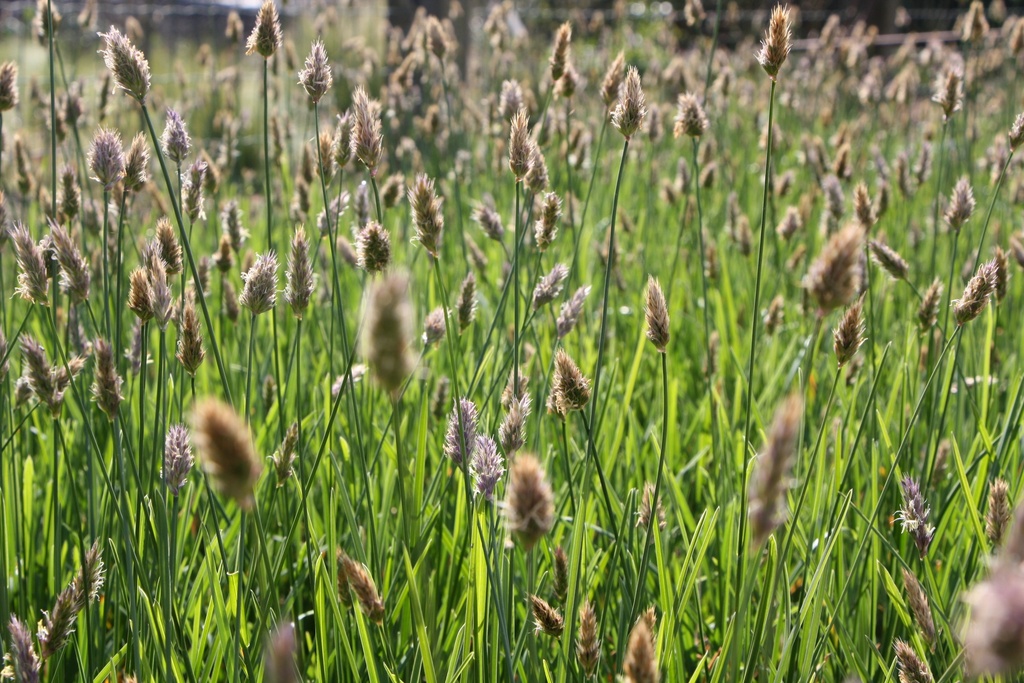 SESLERIA HEUFLERIANA 'BLUE PORCUPINE'
