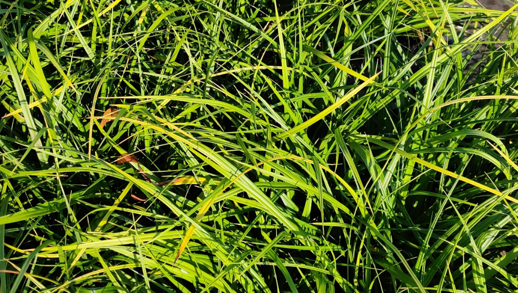 CAREX MORROWII