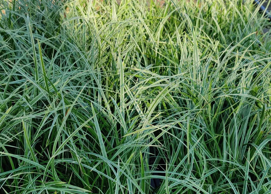 CAREX MORROWII 'VARIEGATA'