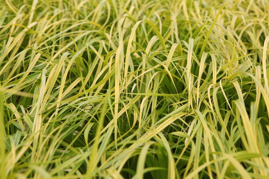 [SGCAROEVO] CAREX OSHIMENSIS 'EVERILLO' (Pot 9 cm)