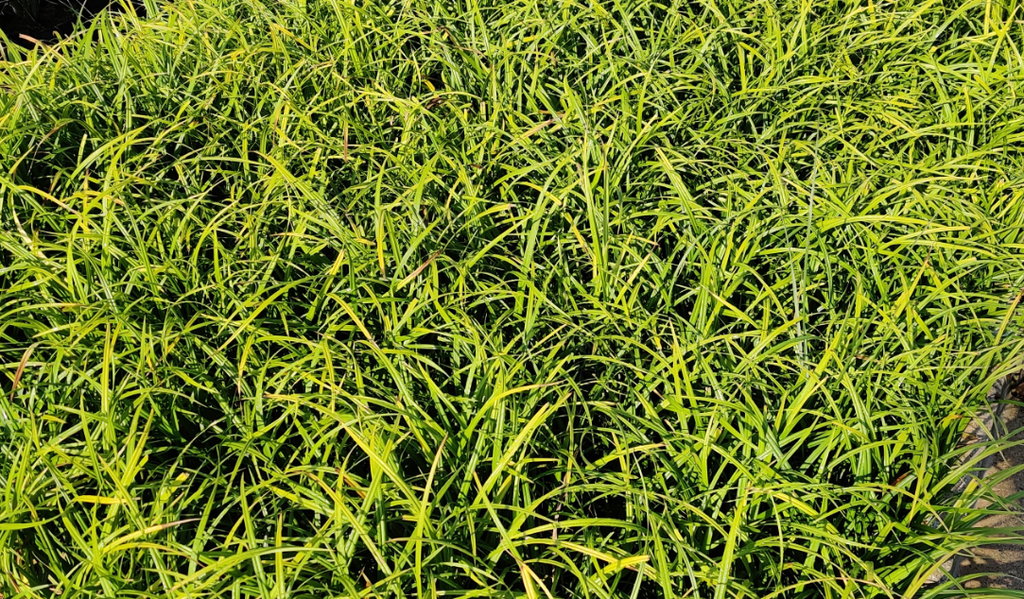 CAREX SYLVATICA