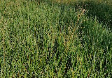 [SGDESCPA] DESCHAMPSIA CESPITOSA 'PALAVA'
