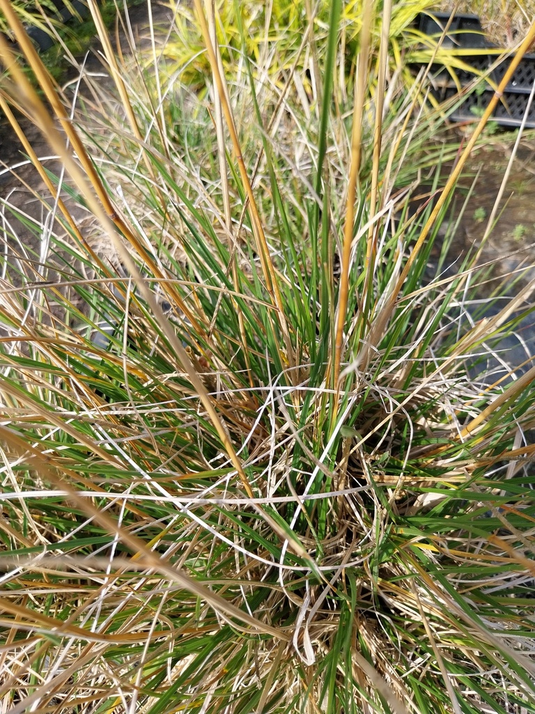 DESCHAMPSIA CESPITOSA 'TARDIFLORA'