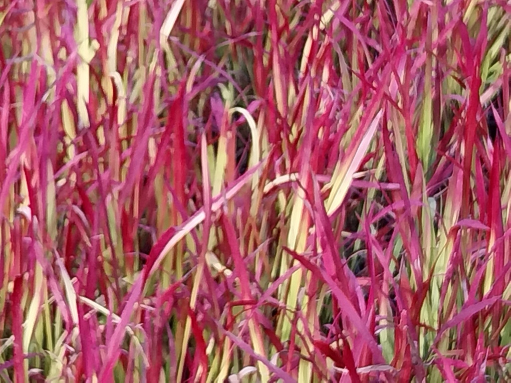 IMPERATA CYLINDRICA 'RED BARON'