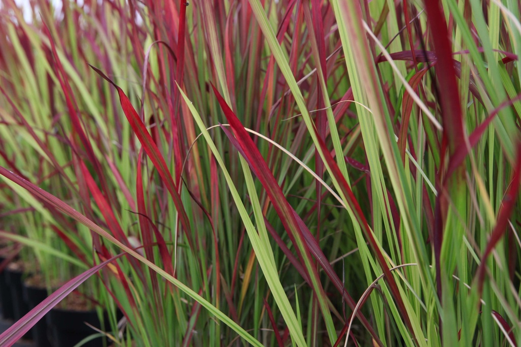 [SGIMPCRB09] IMPERATA CYLINDRICA 'RED BARON' (Pot 9 cm)