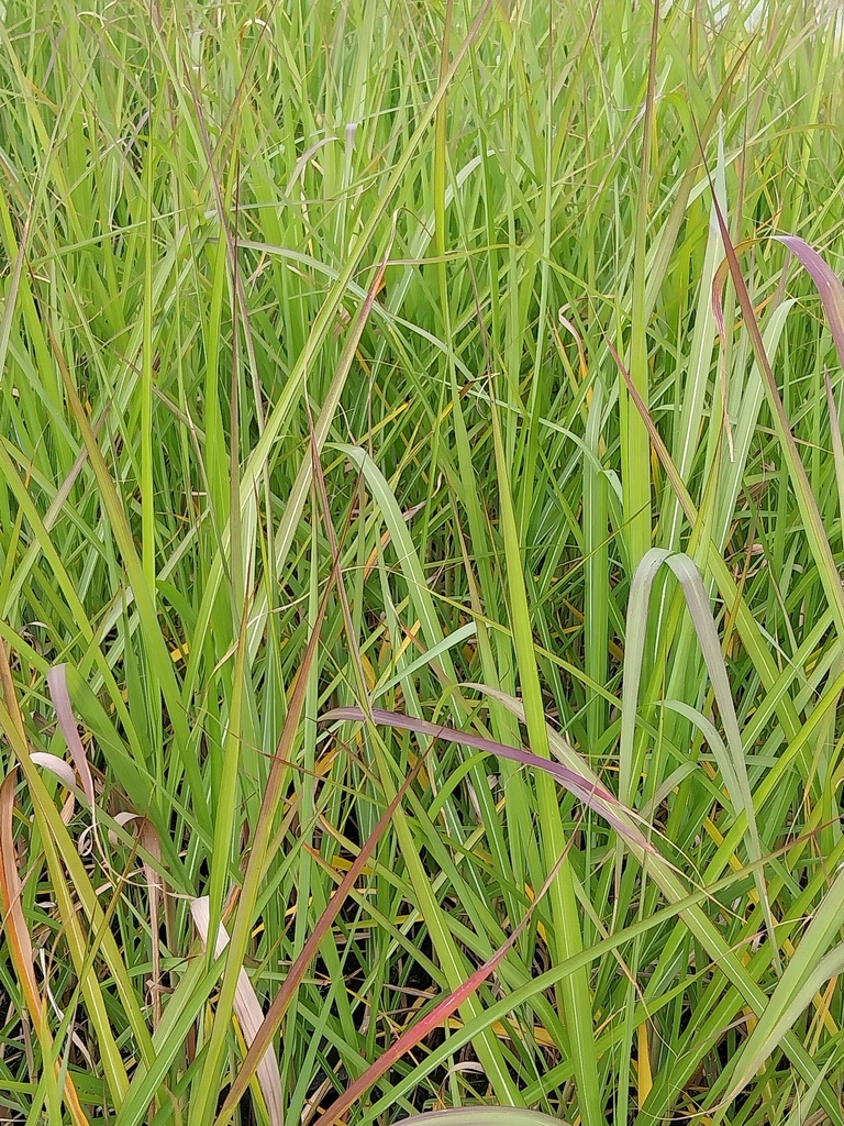 MISCANTHUS GIGANTEUS