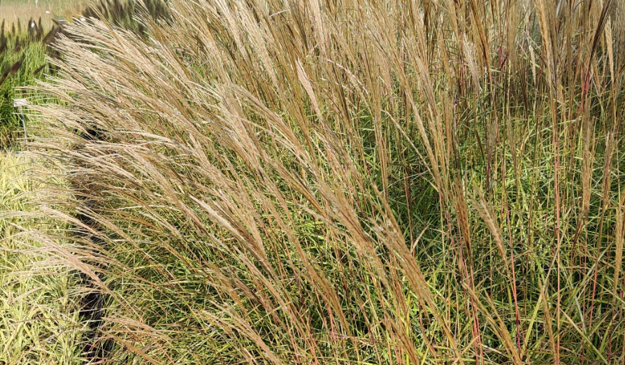 MISCANTHUS SINENSIS 'HERMAN MUSSEL'