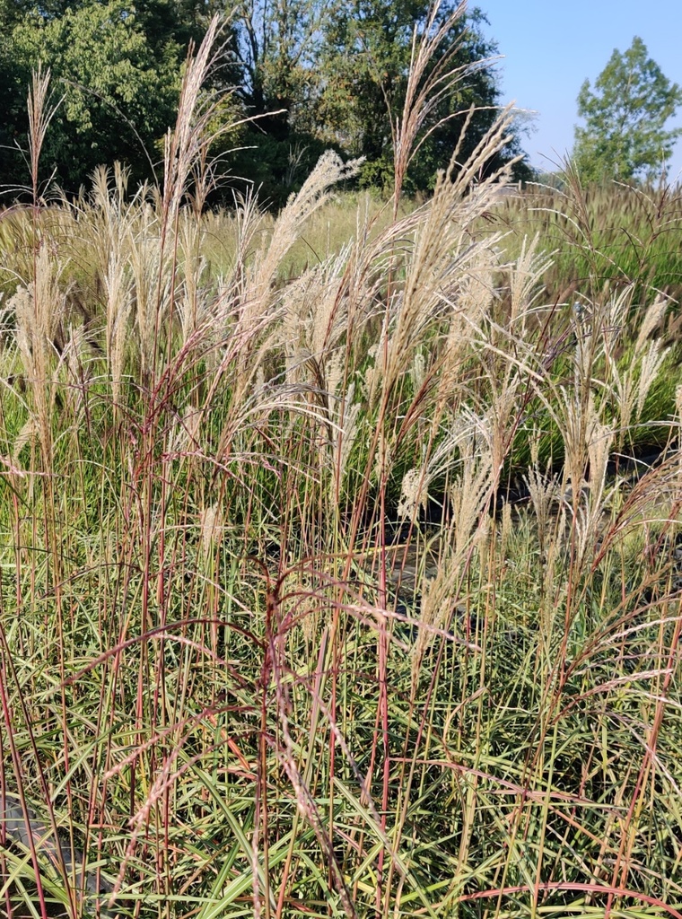[SGMISSMA09] MISCANTHUS SINENSIS 'MALEPARTUS' (Pot 9 cm)