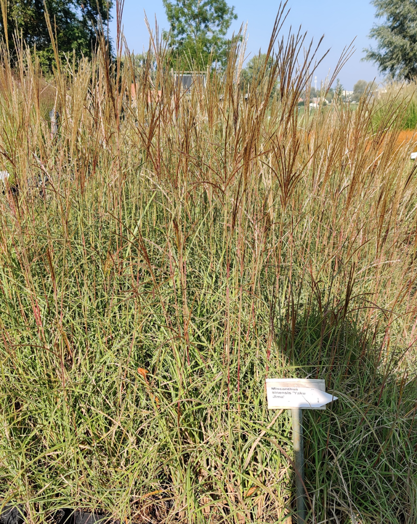 MISCANTHUS SINENSIS 'YAKU JIMA'   (YAKU DWARF)