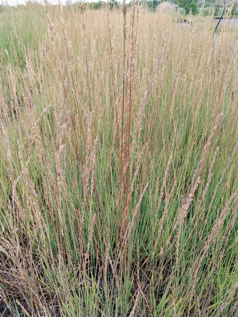 [SGMOLCHE] MOLINIA CAERULEA 'HEIDEBRAUT'