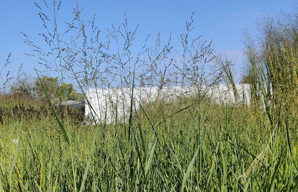 PANICUM VIRGATUM 'BUFFALO GREEN'